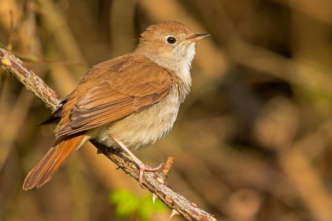 Nightingale, (Luscinia megarhynchos), animals, bird, songbird, family of passerines, classification