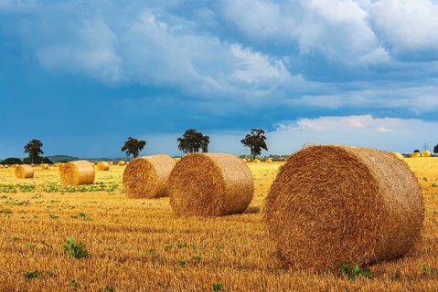 Straw bales on a harvested grain field tell of the end of summer in the countryside near