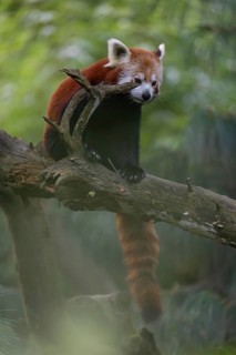 One red panda, Ailurus fulgens, sitting on a branch of a dead tree. Fresh green vegetation in the