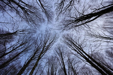 Looking up shows branched branches as a fascinating pattern in the sky, enclosure, Neuschönau,