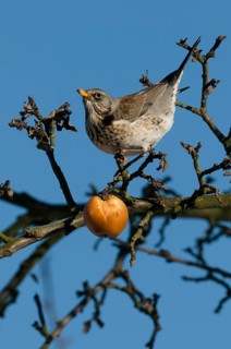 Fieldfare (Turdus pilaris) perched in Apple tree, Saxony, Germany