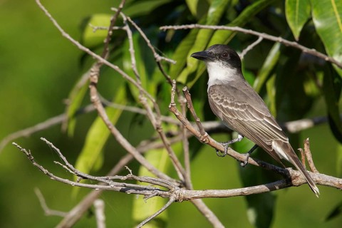 Giant Kingbird (Tyrannus cubensis) perched on a branch in Cuba