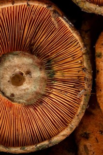 A detailed close up of orange mushroom gills, highlighting their intricate texture and natural