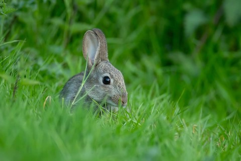 Rabbit (Oryctolagus cuniculus) adult animal eating grass, England, United Kingdom