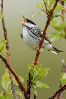 Blackpoll Warbler (Dendroica striata) perched on a branch in Nome, Alaska