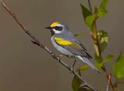 Golden-winged Warbler (Vermivora chrysoptera) male, Michigan, USA