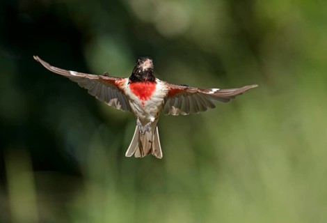 Rose-breasted Grosbeak (Pheucticus ludovicianus) male flying, Texas, USA