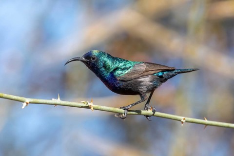 Palestine Sunbird (Cinnyris osea) male, Eilat, Israel