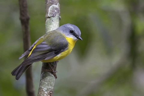 Eastern Yellow Robin (Eopsaltria australis), Queensland, Australia