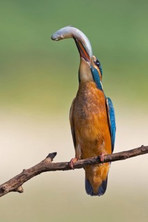 Common Kingfisher (Alcedo atthis) juvenile, Saxony-Anhalt, Germany