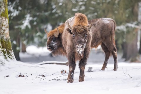 European bison (Bison bonasus) or Wisent standing on a meadow next to the forest in winter, snow,