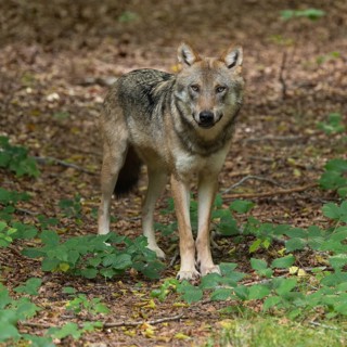 Wolf (Canis lupus) standing in the forest and looking attentively, captive, Bavarian Forest