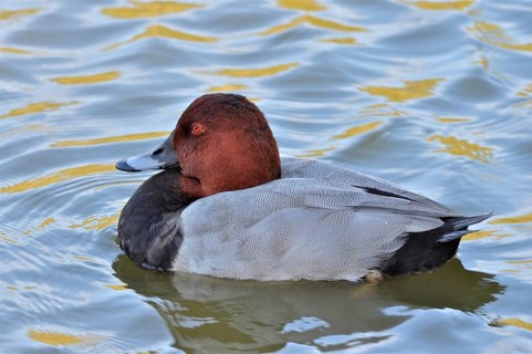 Common Pochard (Aythya ferina)