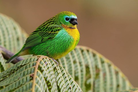 Brassy-breasted Tanager (Tangara desmaresti) perched on a branch in the Atlantic Rainforest Region