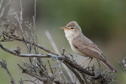 Uppchers Warbler - Dornspötter - Hippolais languida, Kyrgyzstan