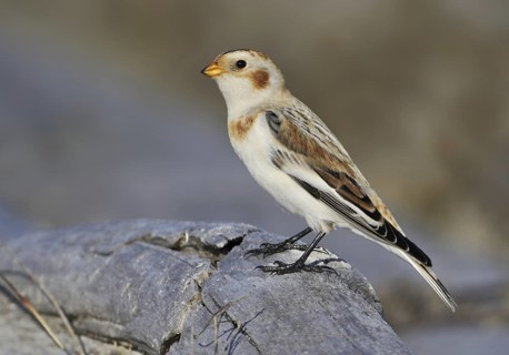 Snow Bunting (Plectrophenax nivalis), British Columbia, Canada