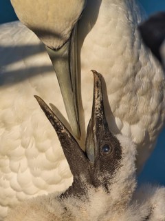 Northern Gannet (Morus bassanus) feeding chick, Schleswig-Holstein, Germany