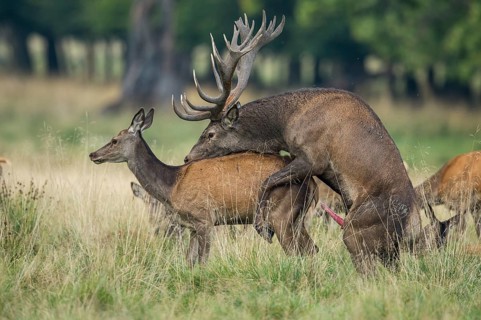 Red Deer (Cervus elaphus) male and female copulating, Denmark