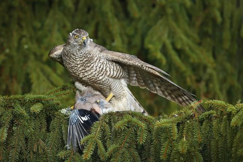 Bird behaviour. Bird of prey Goshawk kill jay on green spruce tree. Feeding scene with bird and