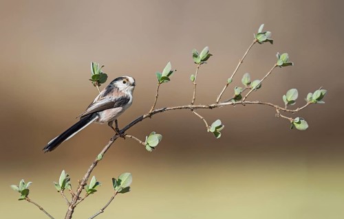 Long-tailed Tit (Aegithalos caudatus europaeus) perched on a branch, Aosta Valley, Italy