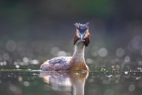 Great Crested Grebe (Podiceps cristatus), North Rhine-Westphalia, Germany