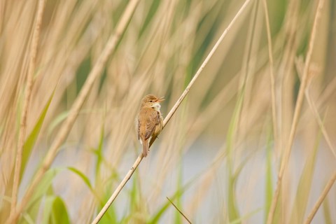 Eurasian reed warbler (Acrocephalus scirpaceus) singing while perched on a reed stem in wetland