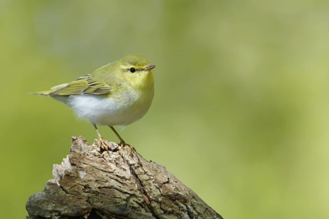 Wood Warbler (Phylloscopus sibilatrix) singing, Gwynedd, United Kingdom