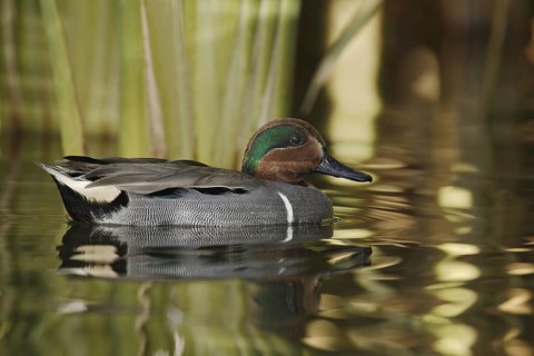 Green-winged Teal (Anas carolinensis) male, Arizona, USA