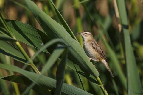 Sedge Warbler (Acrocephalus schoenobaenus), Greece