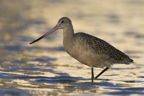 Marbled Godwit (Limosa fedoa), Florida, USA