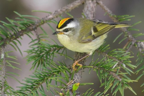 Golden-crowned Kinglet (Regulus satrapa) perched on a branch in Seward, Alaska