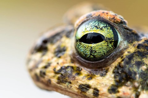 Detailed macro photography of a natterjack toad's eye, highlighting the intricate patterns and