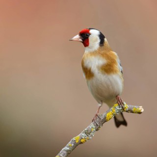 Goldfinch, goldfinch, (Carduelis carduelis), biotope, habitat, foraging, perch, Worms,