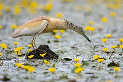 Squacco Heron (Ardeola ralloides) in the fog Hungary