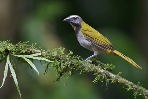Buff-throated Saltator (Saltator maximus) perched on a branch in Costa Rica, Central America