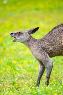 Eastern Gray Kangaroo (Macropus giganteus) standing on a meadow, captive, Germany