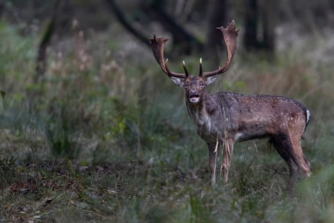It's the end of October and the fallow deer (Dama dama) rutting ground is still bustling with