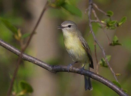 Philadelphia Vireo (Vireo philadelphicus), Ontario, Canada