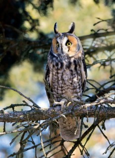 Long-eared Owl (Asio otus), Saskatchewan, Canada