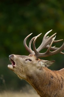 Red deer (Cervus elaphus) adult male stag roaring during the rutting season in autumn, England,