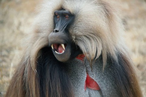 Africa, Ethiopia, Jelada, monkey, baboon, Theropithecus gelada, blood-breasted baboon, Ethiopia