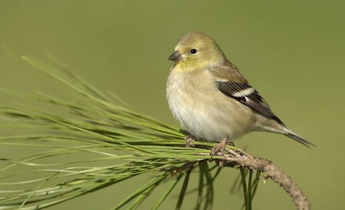 American Goldfinch (Spinus tristis) female perched on a branch, Texas, USA
