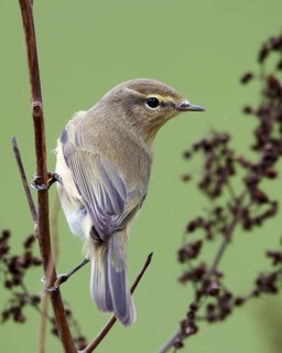 Common Chiffchaff (Phylloscopus collybita), Mecklenburg-Western Pomerania, Germany