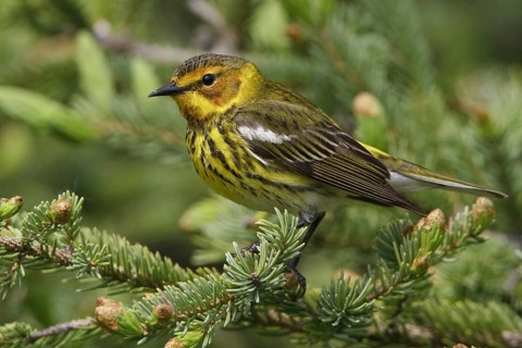 Cape May Warbler (Setophaga tigrina), Manitoba, Canada