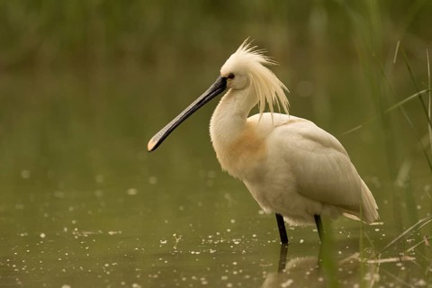 Eurasian Spoonbill (Platalea leucorodia), Serbia