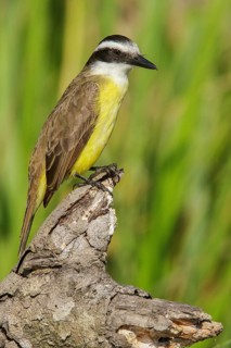 Lesser Kiskadee (Philohydor lictor) perched on a branch in Manu National Park, Peru