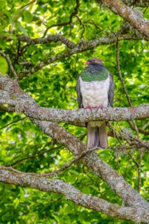 Taube (Hemiphaga novaeseelandiae), Schloss Larnach, Garten, Neuseeland