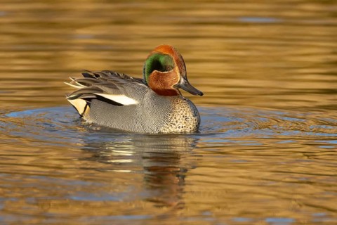 Common teal (Anas crecca) duck adult male bird on a lake, Norfolk, England, United Kingdom