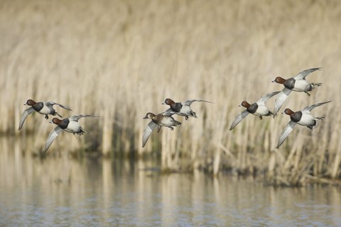 Common Pochard (Aythya ferina) male flying, Saxony, Germany
