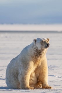 Polar bear (Ursus maritimus), sitting in the snow, sunny, Kaktovik, Arctic National Wildlife